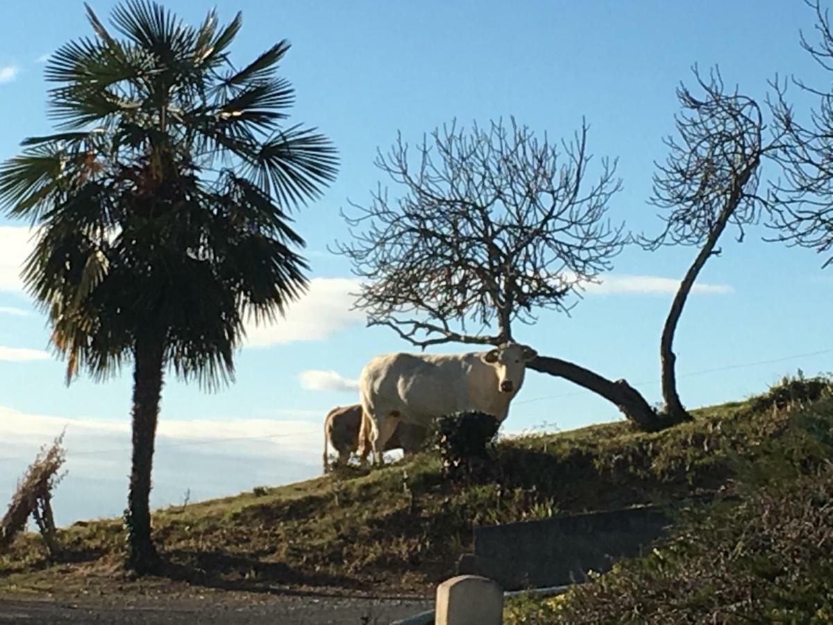 Les Gites De La Maison Bleue D'Estialescq Exteriér fotografie